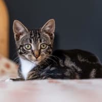 Photo of Maple