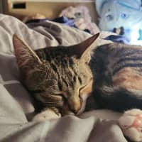 Photo of Stella