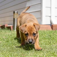Photo of Brownie