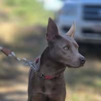Photo of Althea