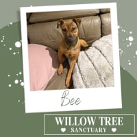 Photo of Bee