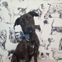 Photo of Bark Obama
