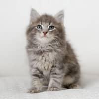 Photo of Truffle
