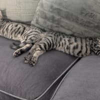 Photo of Ziggy