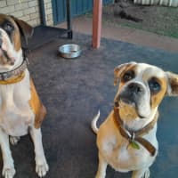 Photo of Waffles And Maple