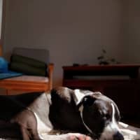 Photo of Jazzie *$150 Adoption Fee*