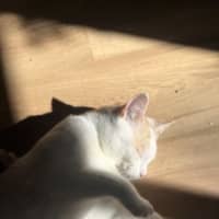 Photo of Snowy