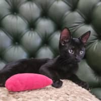 Photo of Void The Valiant