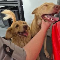 Photo of Trooper! 🦺