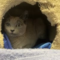 Photo of Jazzi 