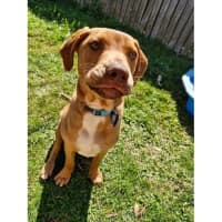 Photo of Gunner *$350 Adoption Fee*