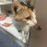 Photo of Kitty