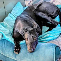 Photo of Lucy Lou, The Greyhound