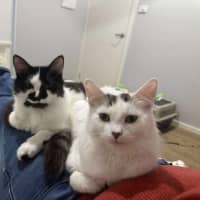 Photo of Rhunarb   Pet Quarters Broadmeadow 