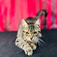 Photo of Giselle   Located In Preston 