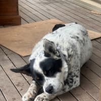 Photo of Bandit