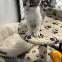 Photo of Captain Hook