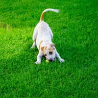Photo of Clara   4 Month Old Cattle Dog X