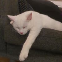 Photo of Kit