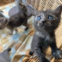 Photo of Tassie Devil 