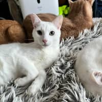 Photo of Leander *9 Lives Project Rescue*