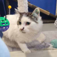 Photo of Nova