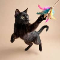 Photo of Bellatrix 
