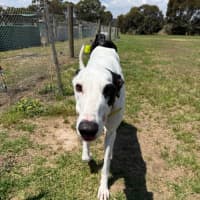Photo of Otis