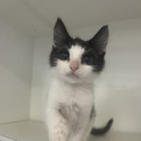 Photo of Parsley