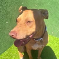 Photo of Shia Labeouf