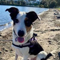 Photo of Toby   2 Year Old Border Collie