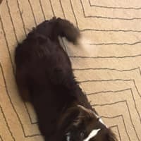 Photo of Zeke   11 Month Old Border Collie