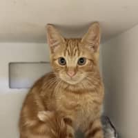 Photo of Hobbes