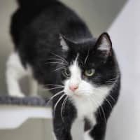 Photo of ☘ Dougal 6089 ☘