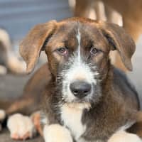 Photo of Odin