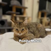 Photo of Paddy Melon