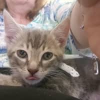 Photo of Cinna ** 2nd Chance Cat Rescue**