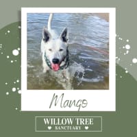 Photo of Mango