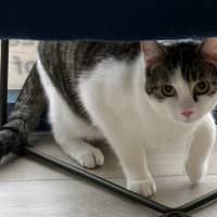 Photo of Vincent 