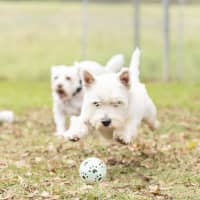 Photo of Scottie