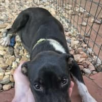 Photo of Juno (Honey)