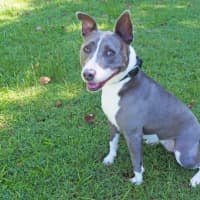 Photo of Bluey