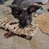 Photo of Cutiepies Lola & Thumper