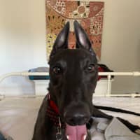 Photo of Lenny, The Greyhound