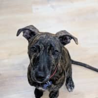 Photo of Chico