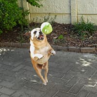 Photo of Barney