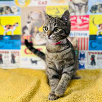 Photo of Meringue   Located In Preston 