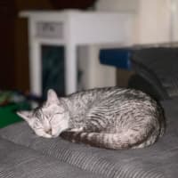 Photo of Pixie