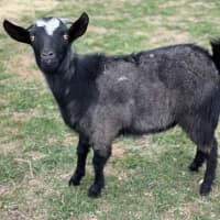 Photo of Lillith 