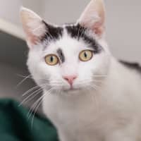 Photo of Pepe Le Pew